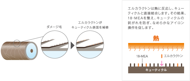 エルカラクトン