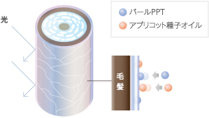 パールPPT アプリコット種子オイル