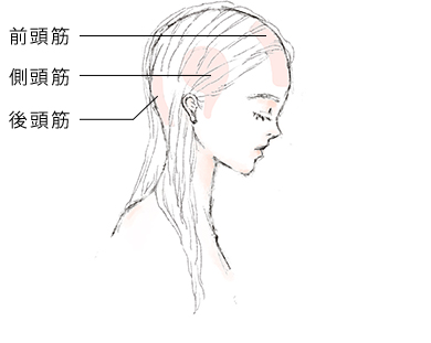 前頭筋 側頭筋 後頭筋
