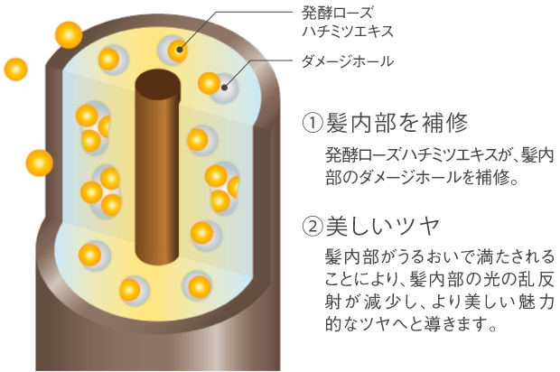 発酵ローズハチミツエキスの仕組み